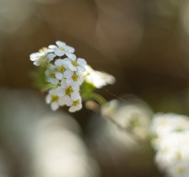 Flowers ala Hamilton.jpg