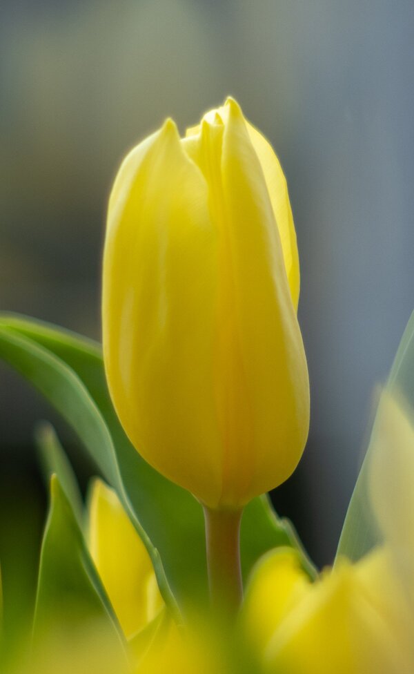 Gelbe Tulpe-3.jpg