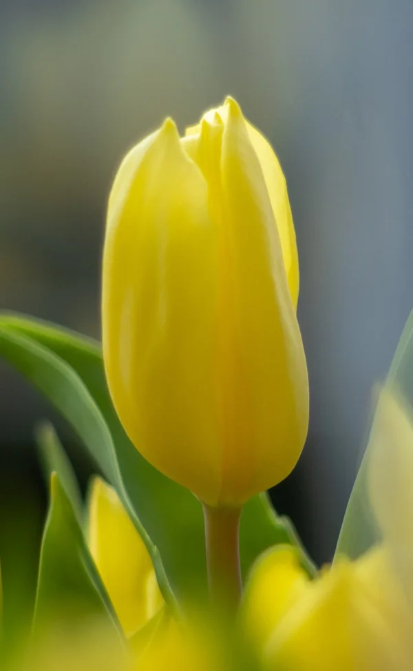 Gelbe Tulpe-3.webp