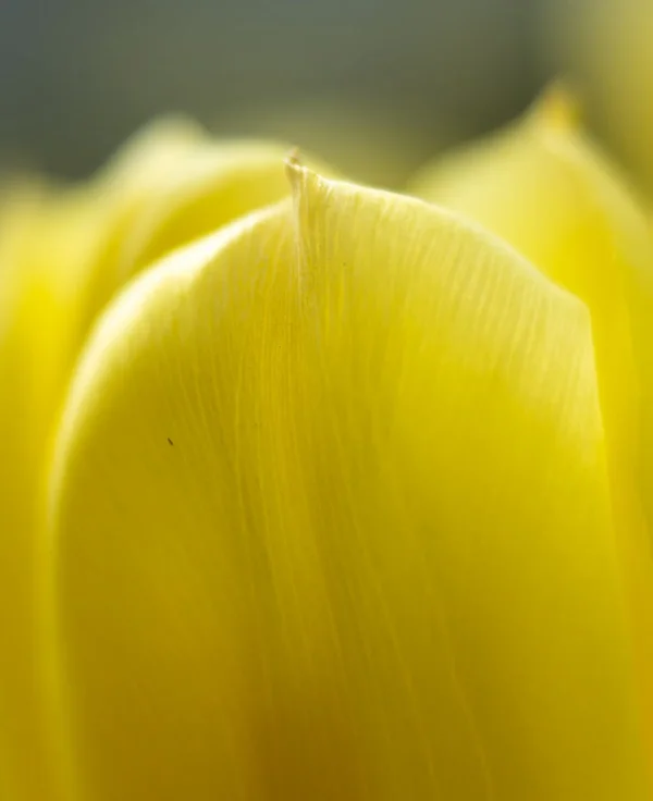 Tulpe mit 25 2.0.webp