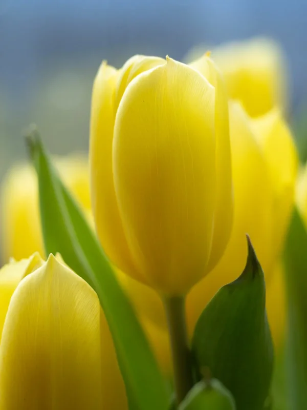 Tulpe mit 60mm.webp