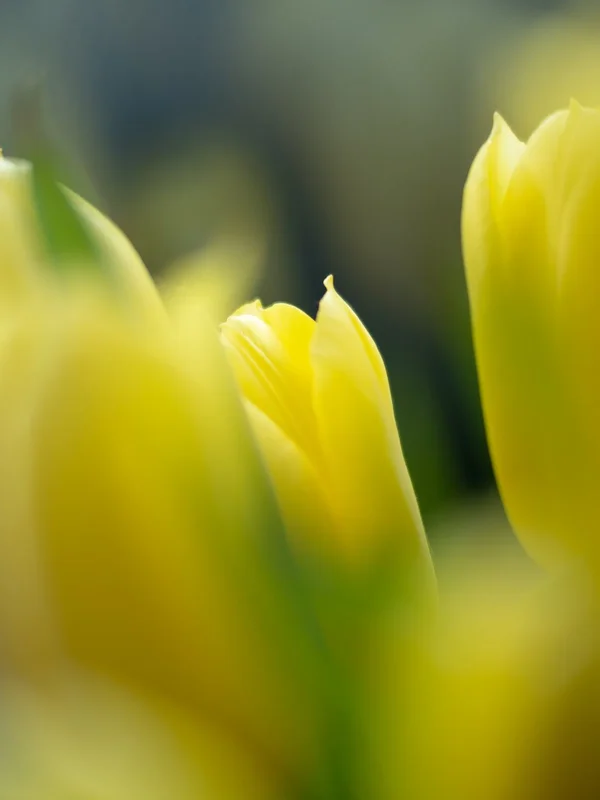 Tulpe mit 75 und 10mm ZWR.webp