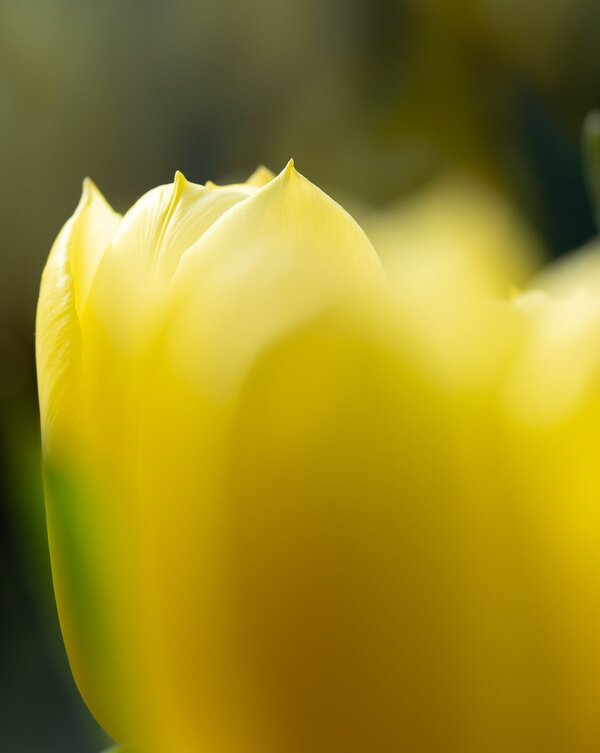 Tulpe mit 100mm.jpg