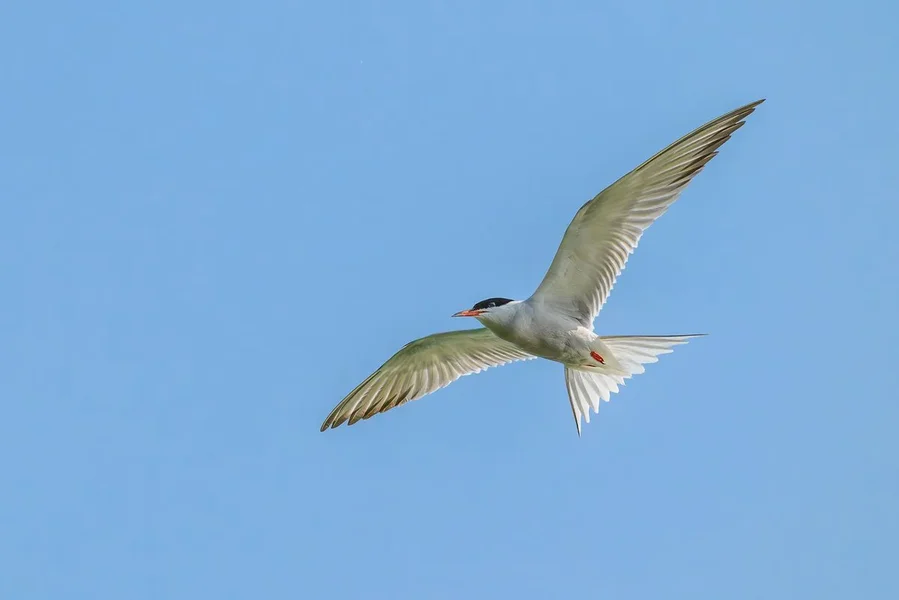 _Z636255-1-Kopie.webp