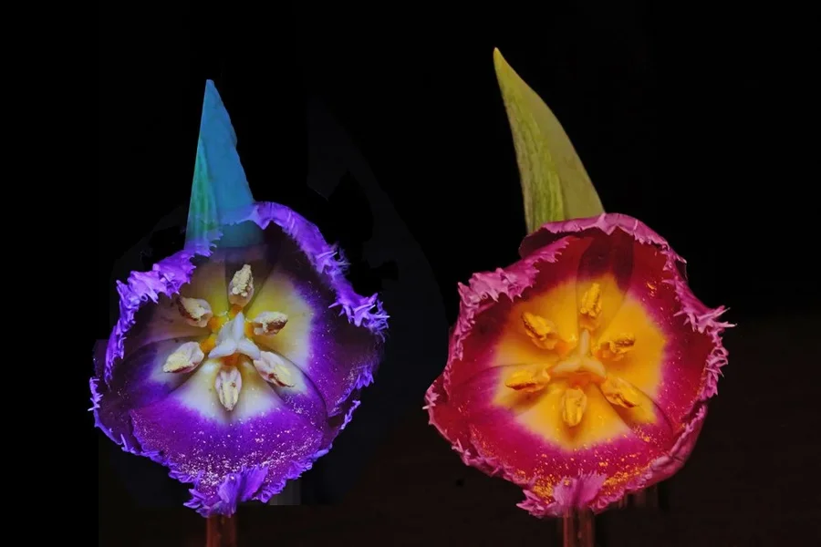 TulpenpaarBlauRotSL3Combo.webp