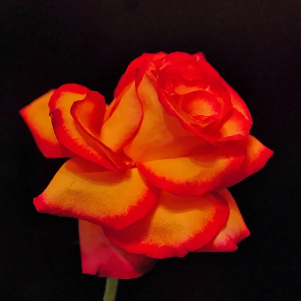 RoseOrangesetlschrägGROSSSL3Si105MacQUADRAT.webp