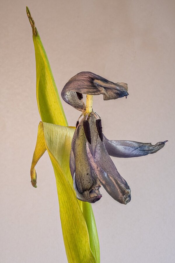 NZ50II 2026-04-05 12-10-06 (C,S4)36.jpg