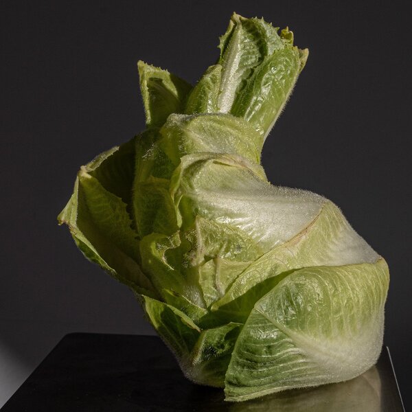 Kohlhase DSC_1240.jpg