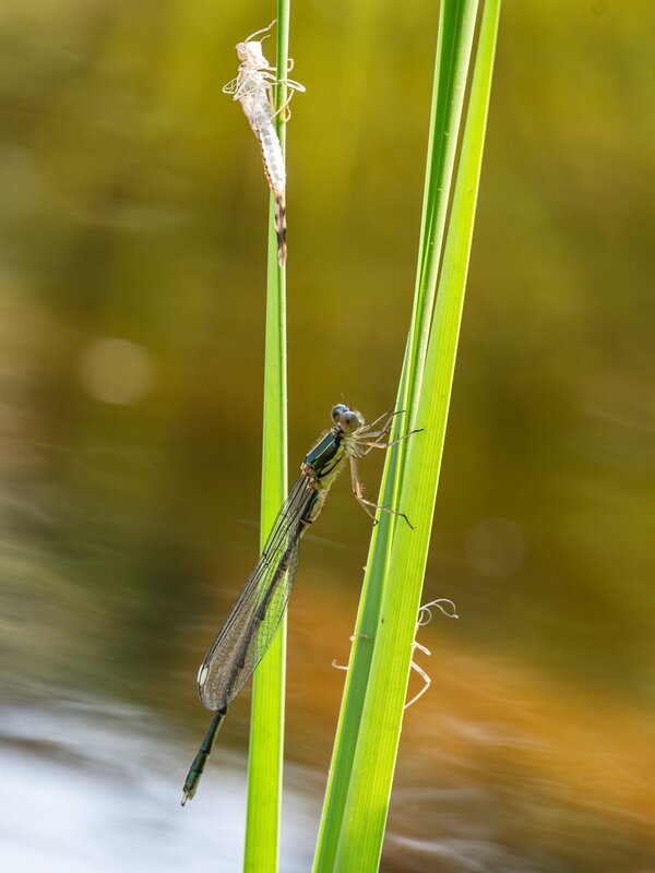 _DMB3754-Verbessert-RR.jpg _DMB3754-Verbessert-RR.jpg