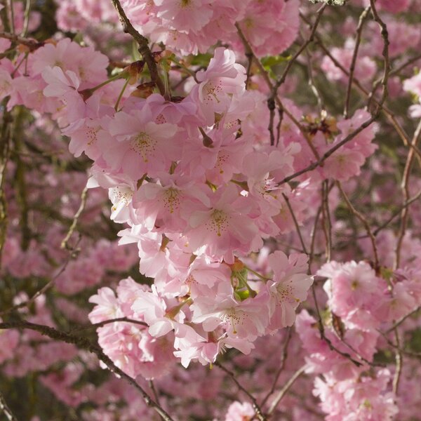 DSCF9540.jpg