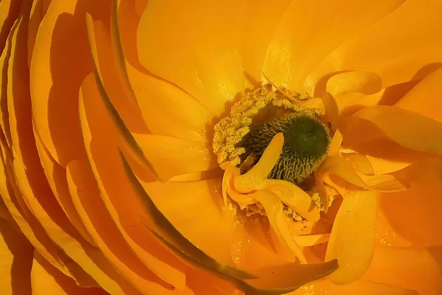 RanunkelGELBZentrumV5ENGER.webp