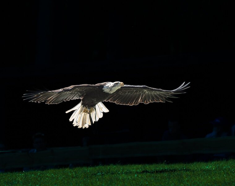 Seeadler Hellental_2.jpg