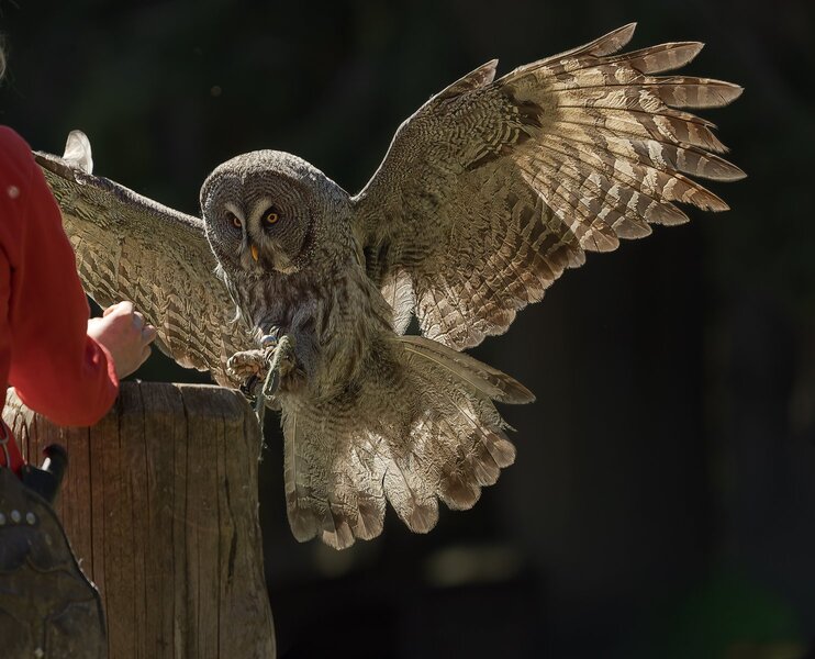 Bartkauz im Anflug.jpg
