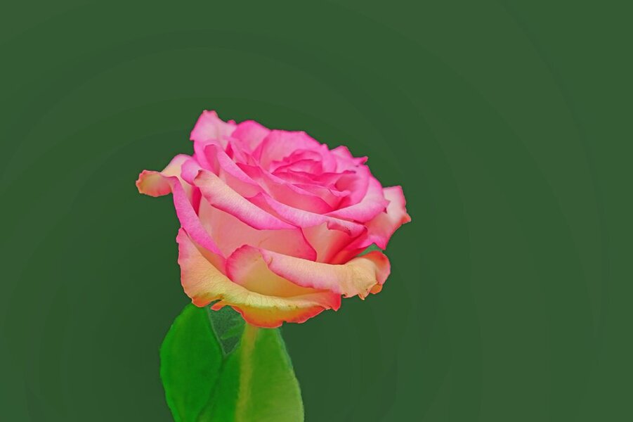 RoseRosamBlattmWeissaufGRÜNSL3Si195MacRechteck.jpg