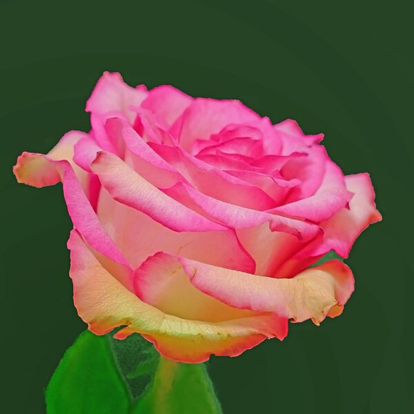 RoseRosamWEISSBlattaufGRÜNSL3Si195MacQUADRATAUSSCHNITT.jpg