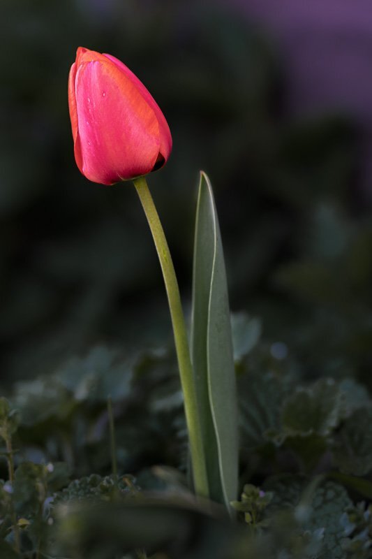 Tulpe rot DSC_1376.jpg