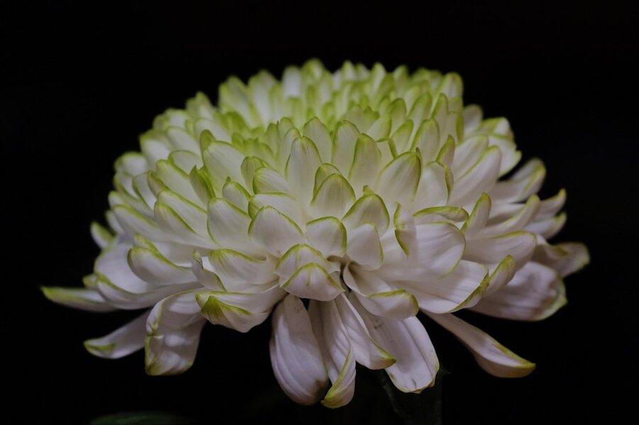 ChrysanthemenartBlüSi105teGROSSSL3Si105Mac.jpg