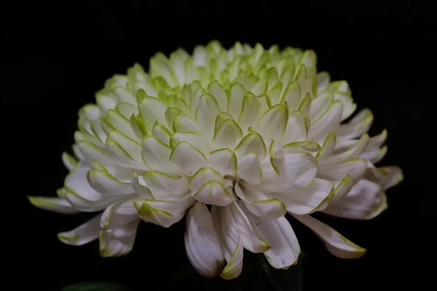 ChrysanthemenartBlüSi105teGROSSSL3Si105Mac.webp
