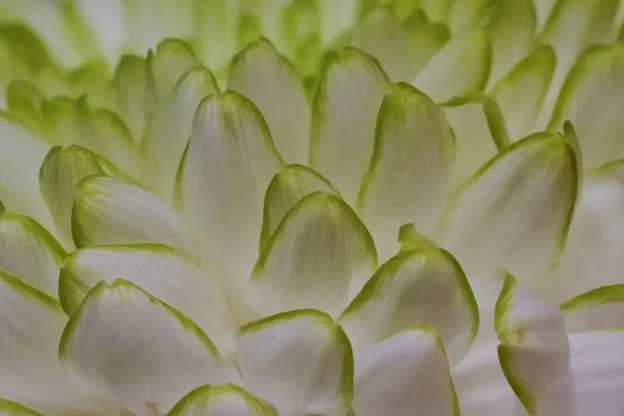 ChrysanthemenartBlüteGROSSSL3Siqo5MacDETAIL.webp