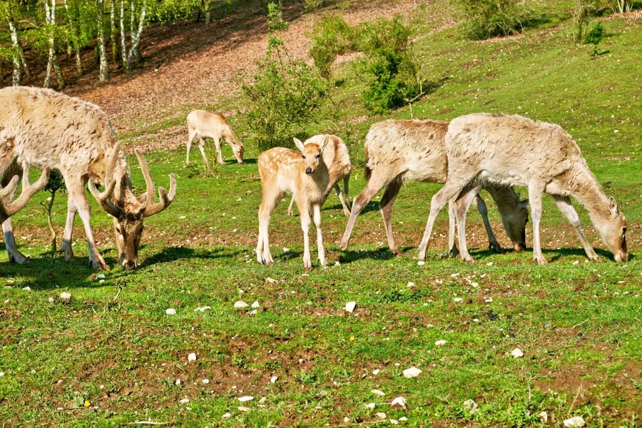 DSCF4875.webp