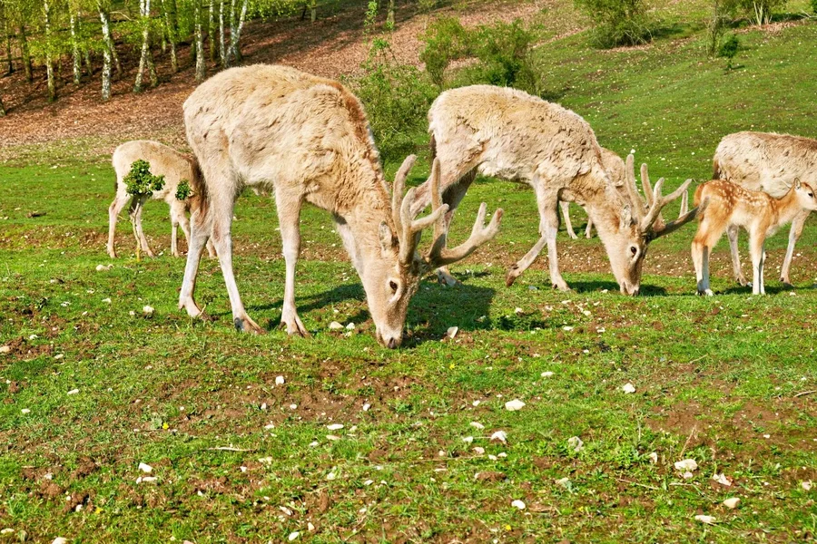 DSCF4890.webp
