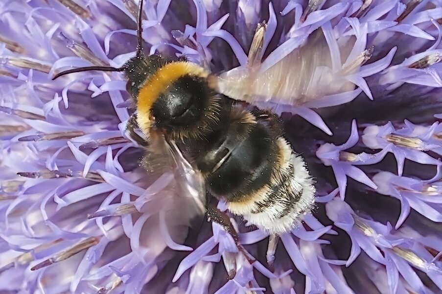 InsektaufBlauerKugelSL3Si105Mac2EXT.jpg
