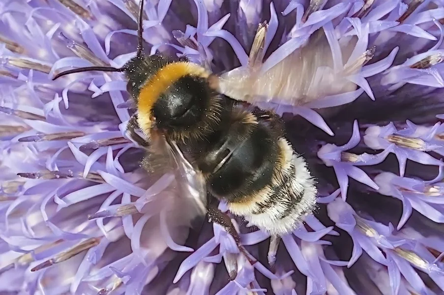 InsektaufBlauerKugelSL3Si105Mac2EXT.webp