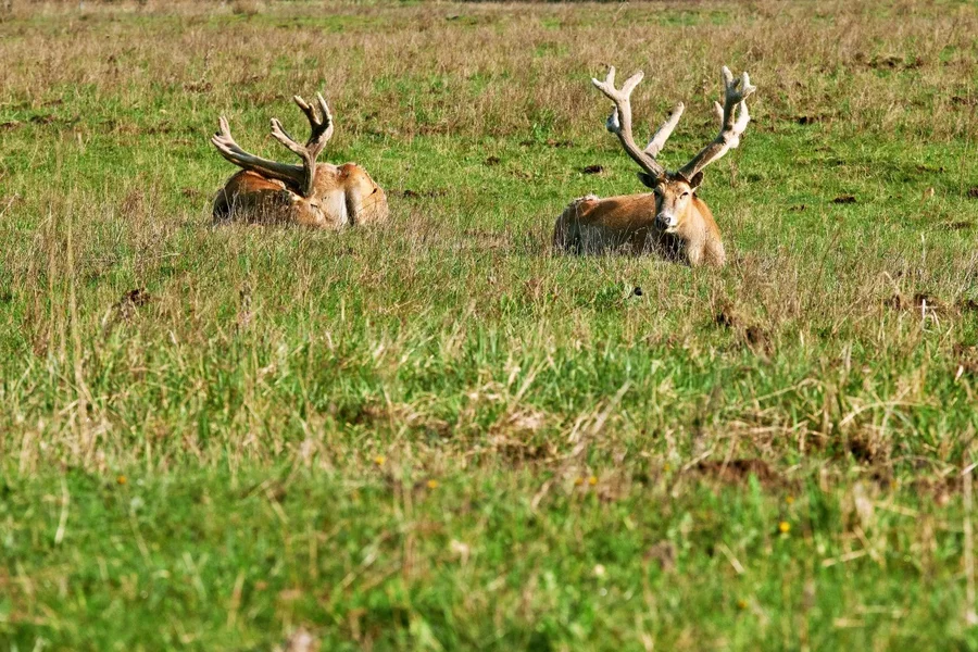 HIRSCH_DSF0246.webp