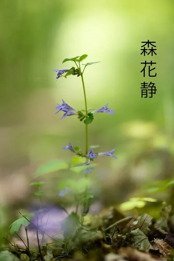 ci_A7505210_1.webp