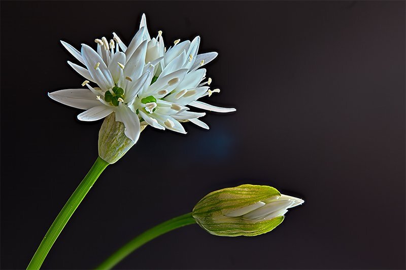 Bärlauch Blüte und Knospe (C,S4)30.jpg