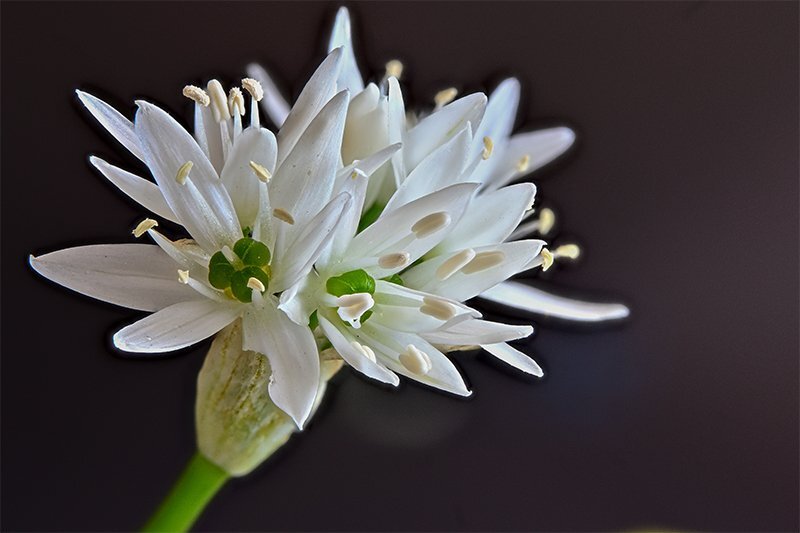 Bärlauchblüte (C,S4)40.jpg