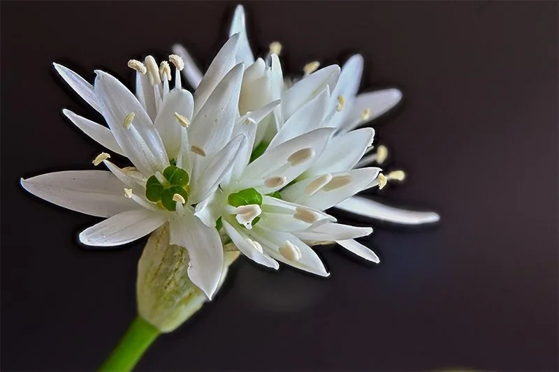 Bärlauchblüte (C,S4)40.jpg
