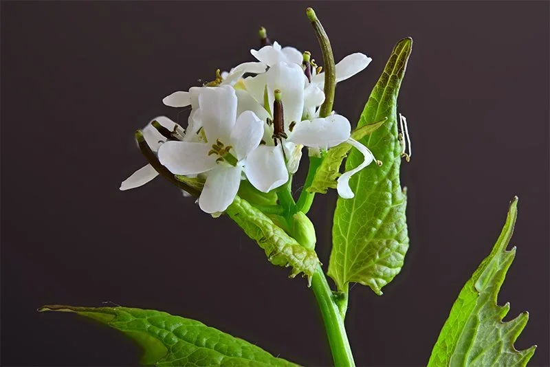 Knoplauchrauke (C,S4)50.jpg