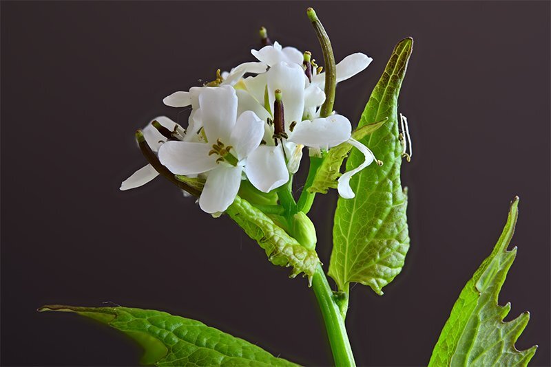 Knoplauchrauke (C,S4)50.jpg