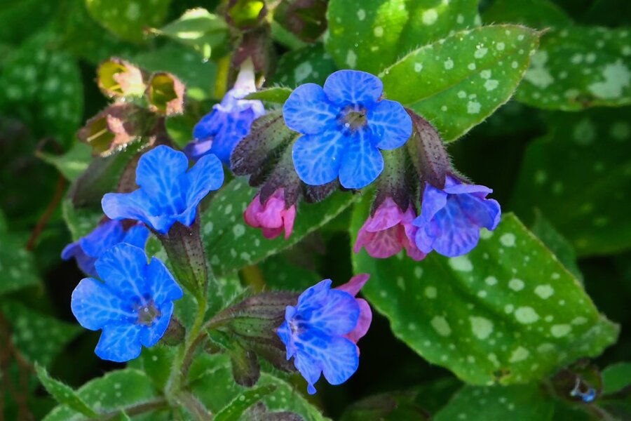 BlumeHänselundGretelBlauRotV5.jpg