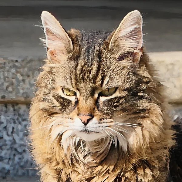 KatzeMunkiPortraitKopfV5.webp