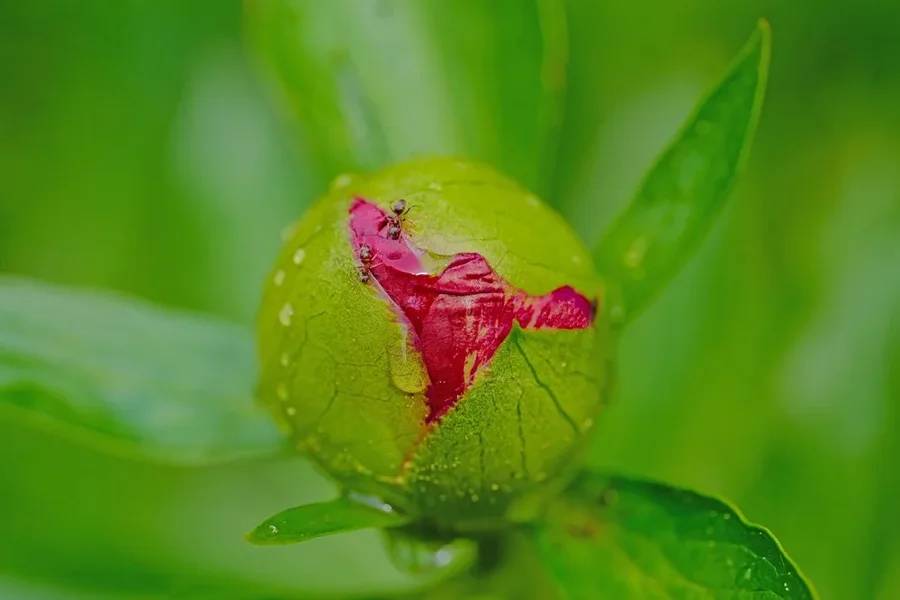 PfingstrosenknospemAmeisenf4SL3Si105Mac.webp