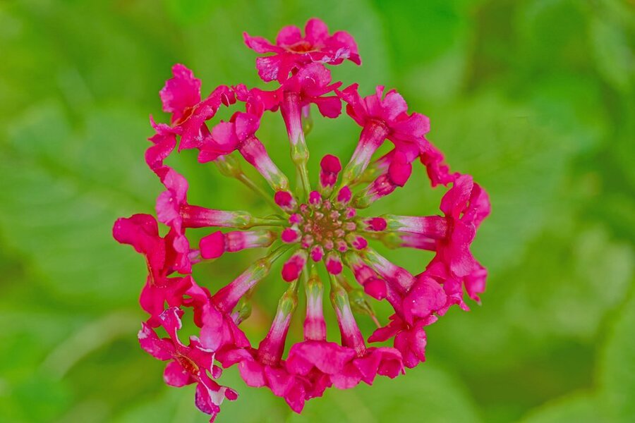 BlumenradaufGrünenBlätternSL3Si105MacRECHTECK.jpg
