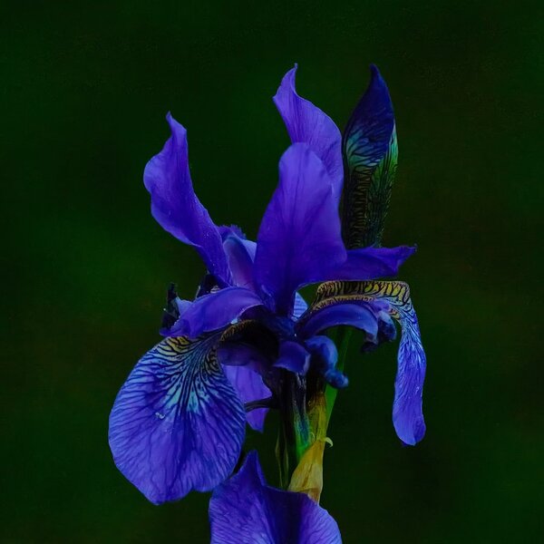 IrisBlau3inDunkelheitSL3Si105MacDETAILQUADRAT.jpg