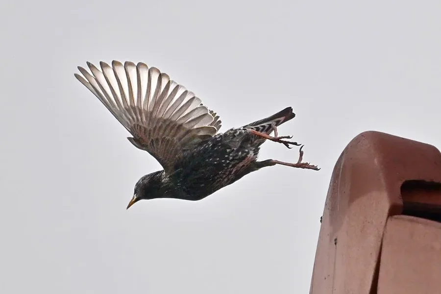 HZ9_9650.jpg