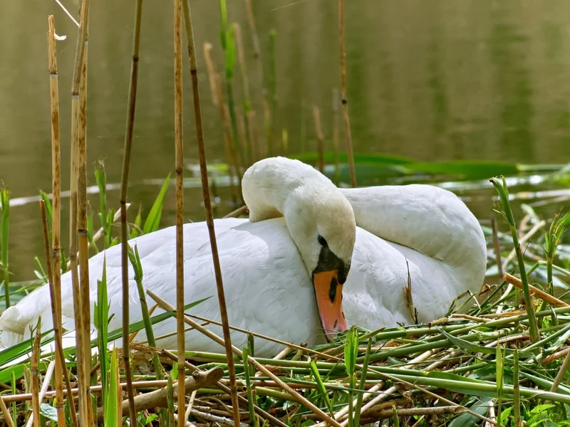 _5110055.webp