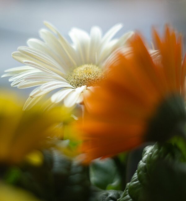 Blumengedeck.jpg