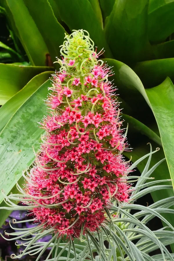 BromelieRosaKerzeHochformatV5.webp