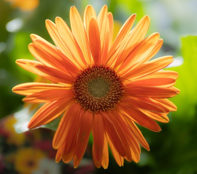 Leuchtendes Orange.jpg