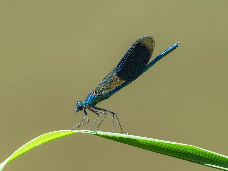 ci_A7506235.jpg