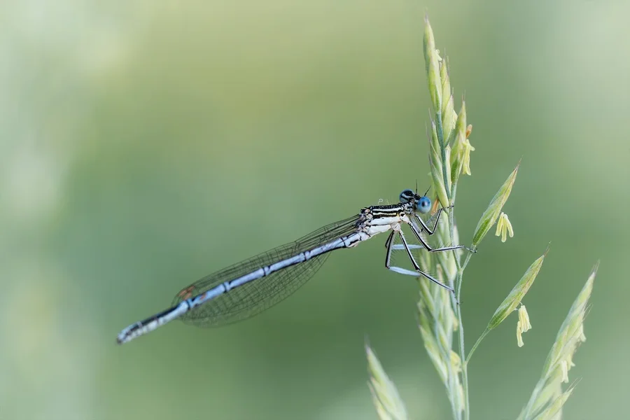 ci_A7506426.webp
