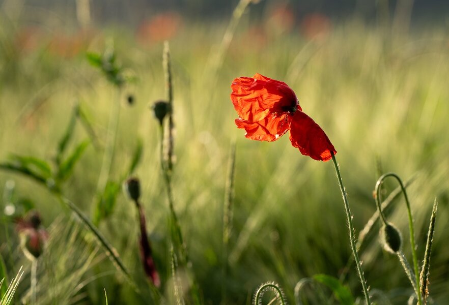 ci_A7506533.jpg