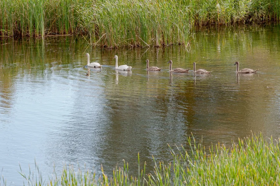 Familie Schwan.jpg