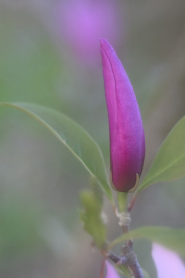 Magnolienknospe DSC_2577-topaz-rawdenoise-sharpen-focus_1.jpg