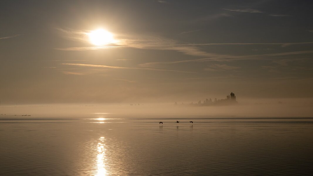 Morgennebel auf dem Bodden HZ9_2857.jpg